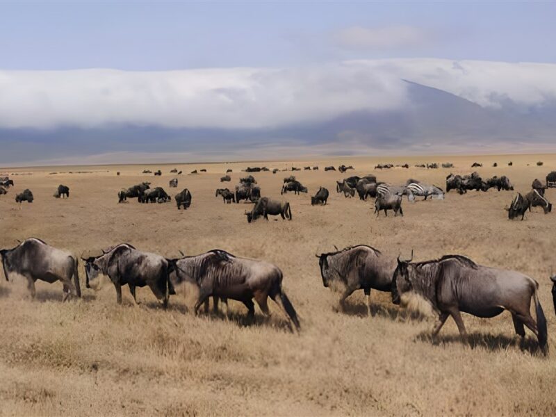 Ngorongoro Crater