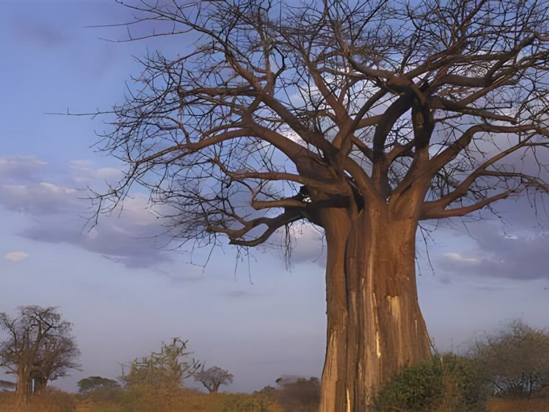 Baobab trees