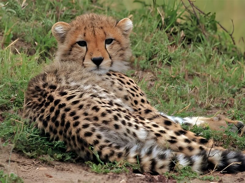 Cheetah