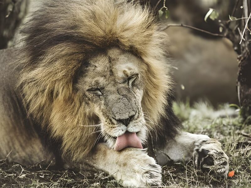 Lion