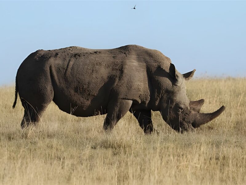 Rhino