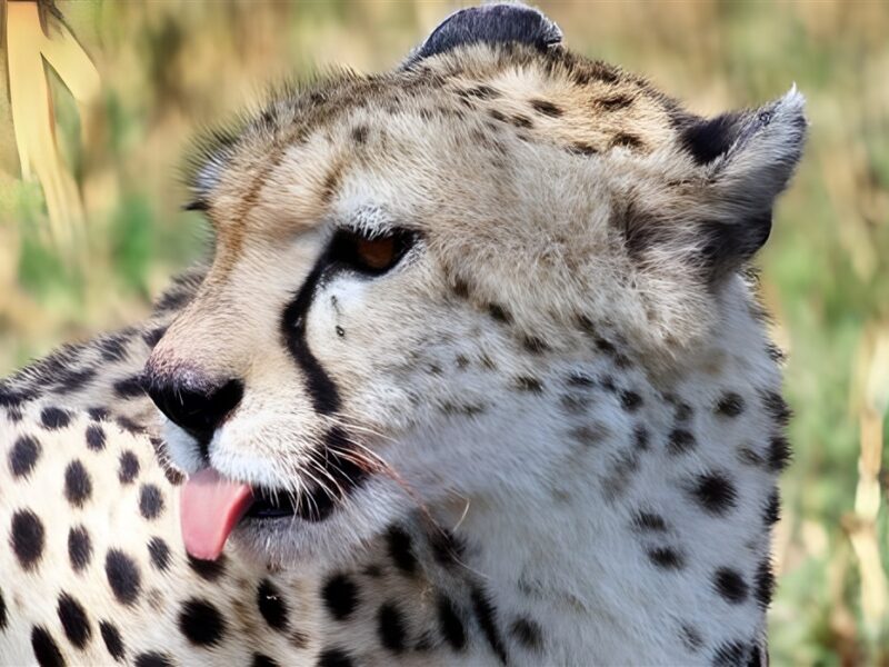 Cheetah