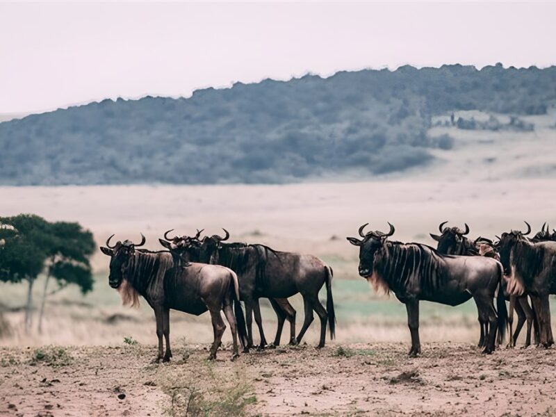 Wildebeest