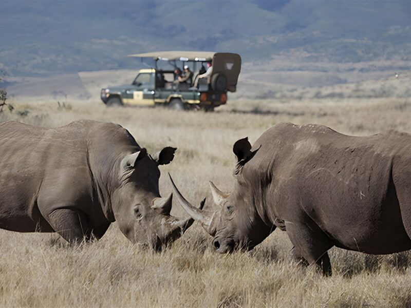 Game drive
