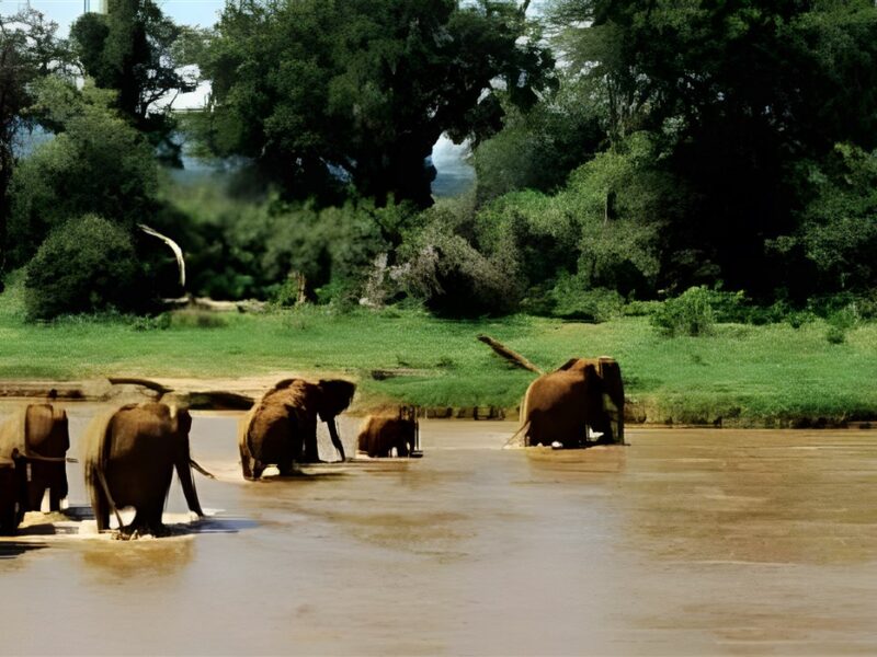 Elephants