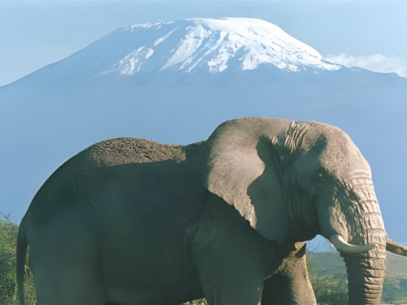 Mount Kilimanjaro