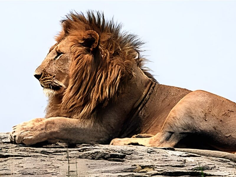 Lion in the Mara