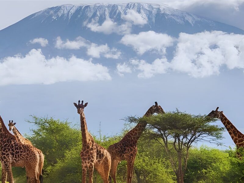 Amboseli giraffe