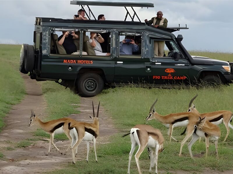 Fig Tree Camp - Masai Mara