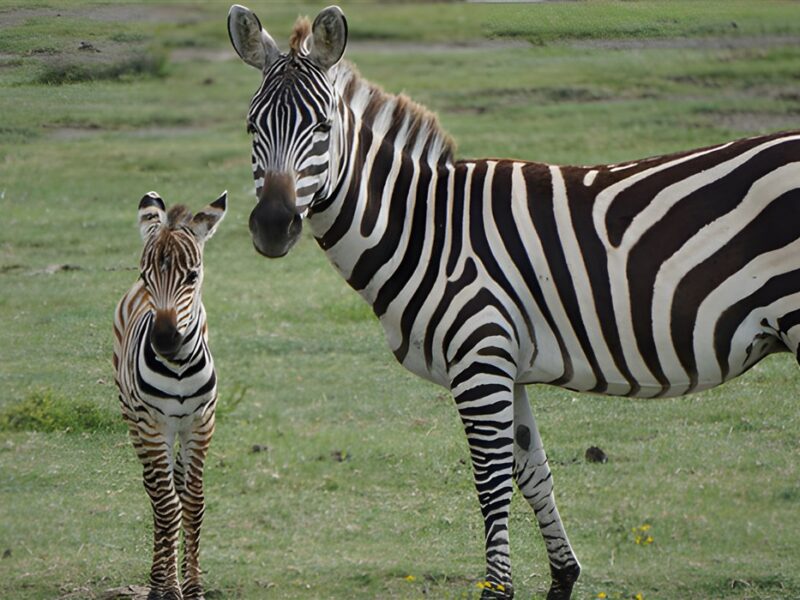 Wildlife