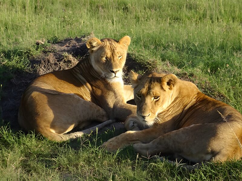Wildlife