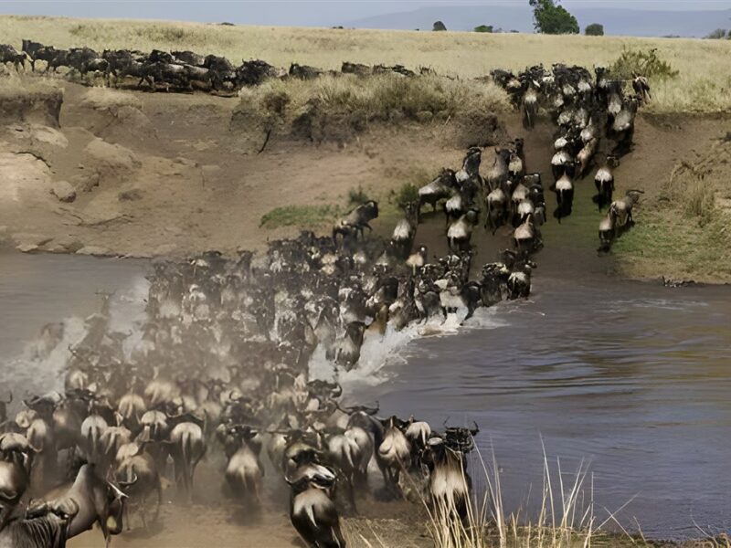 Migration