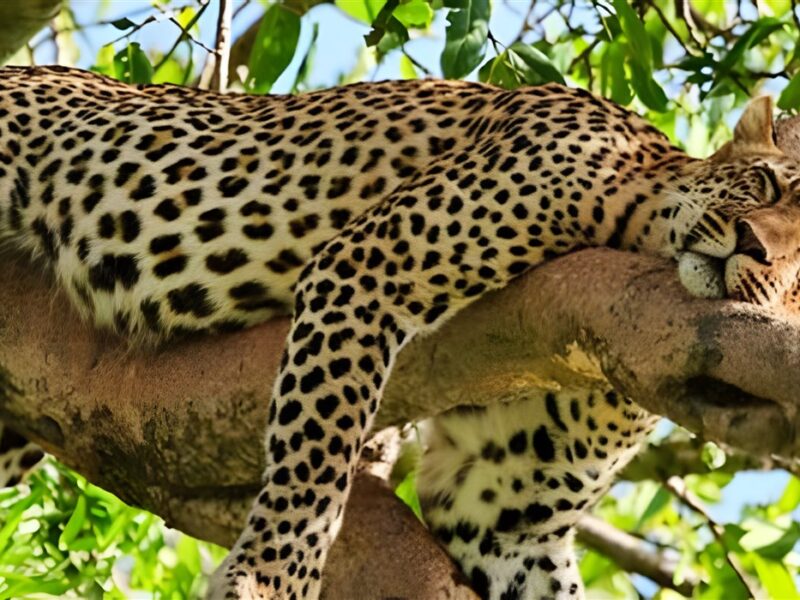 Leopard in tree