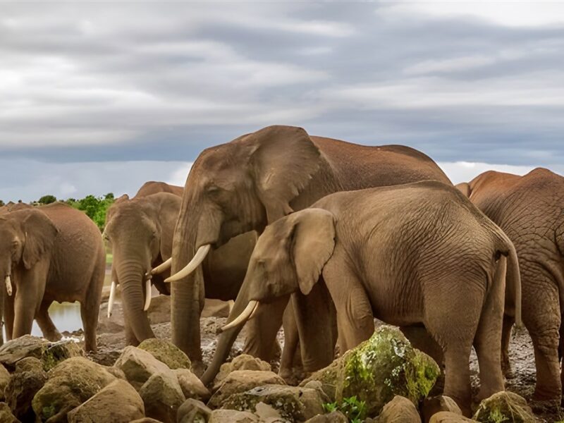 Elephants at Ark Lodge