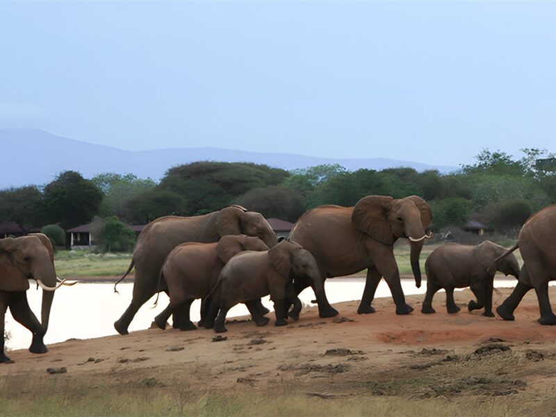 Tsavo elephants