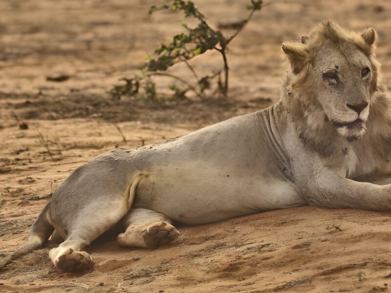 Tsavo lion