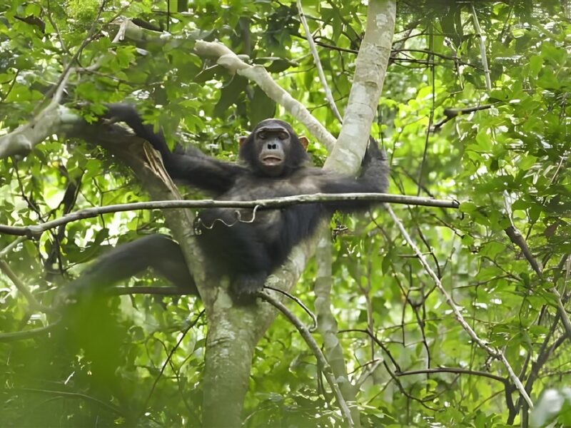 Chimp