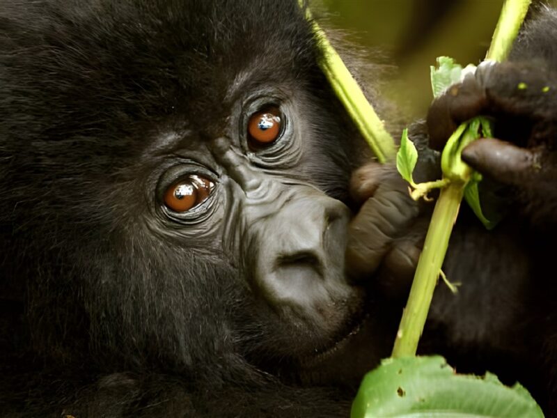 Gorilla