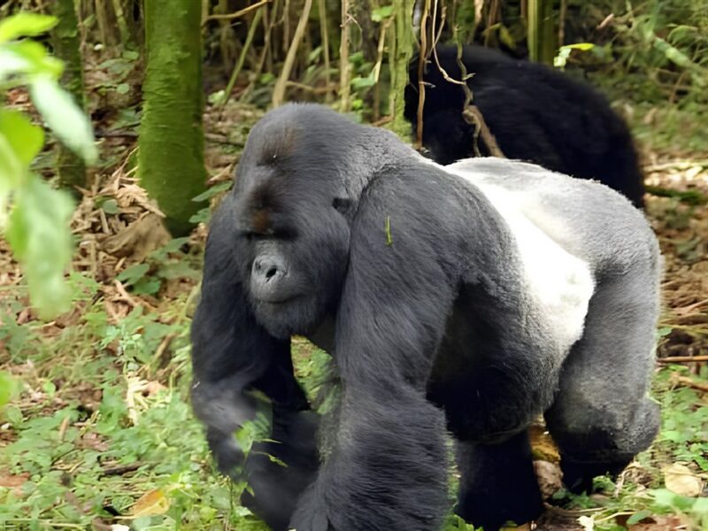 Silverback going for a stroll