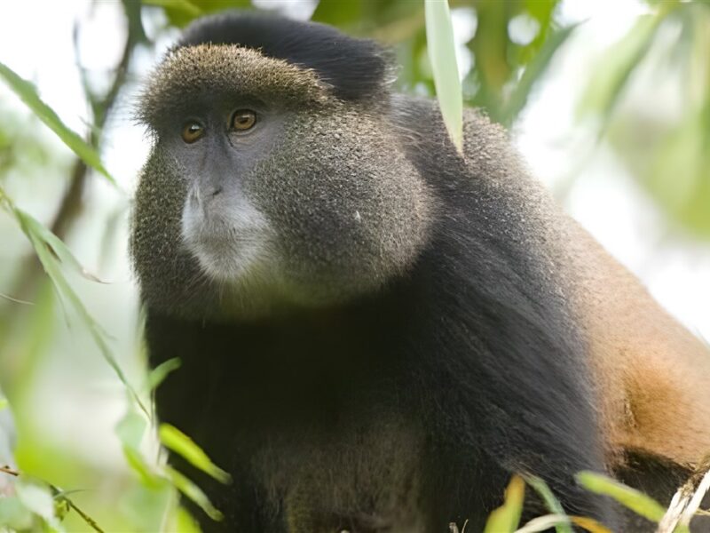Golden monkey