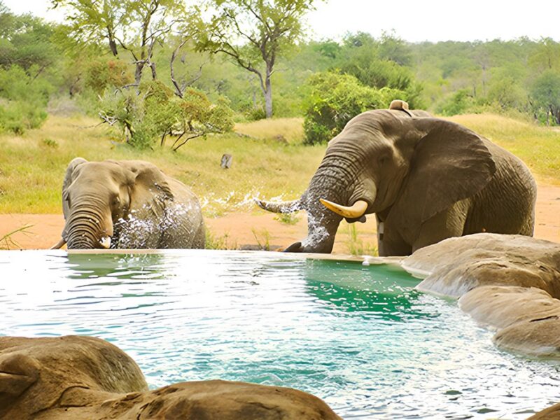 Motswari Private Game Reserve