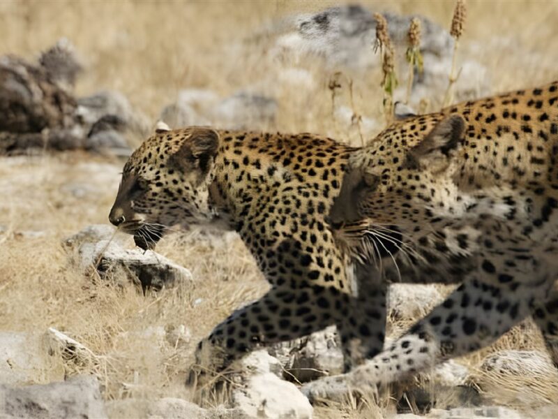 Leopards