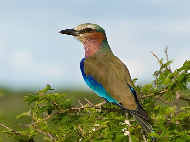 Birdlife