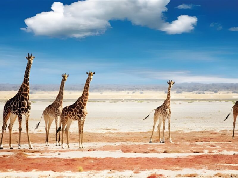 Desert giraffes