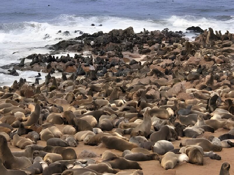 Seal Colony