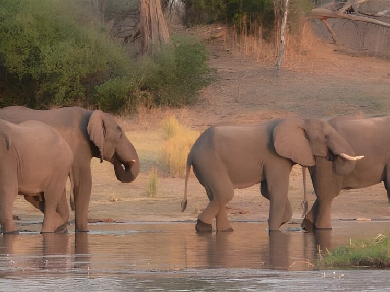 Desert elephants