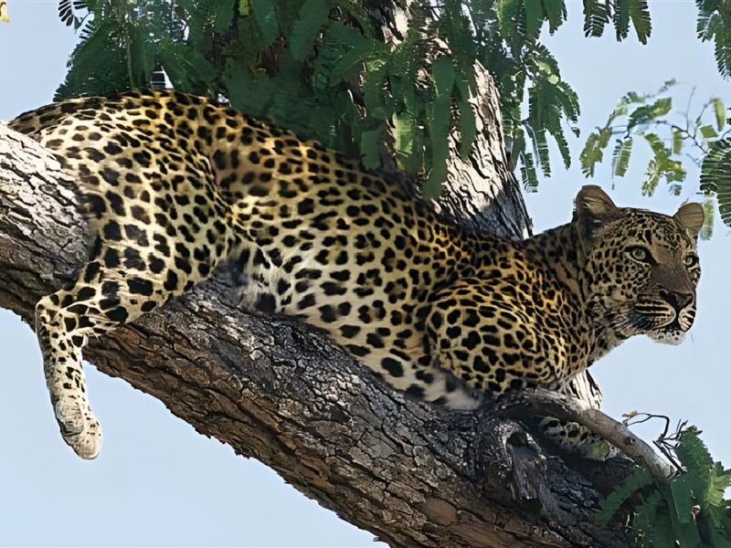 Leopard