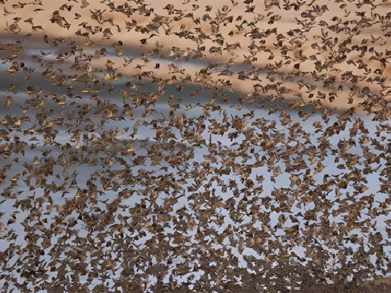 Birds