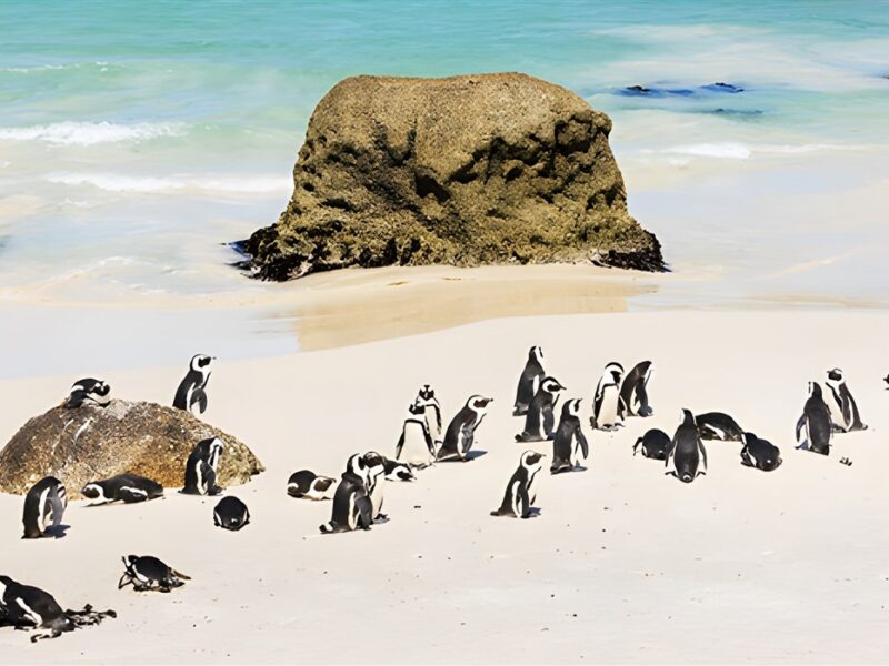 Boulders Beach