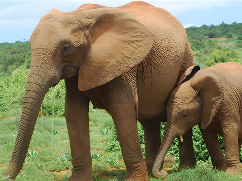 Addo Elephant Park