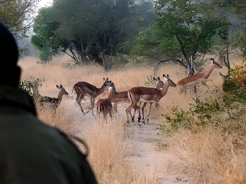 Sabi Sands