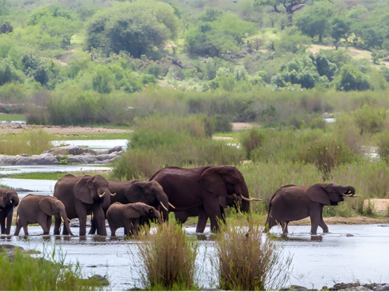 Kruger National Park