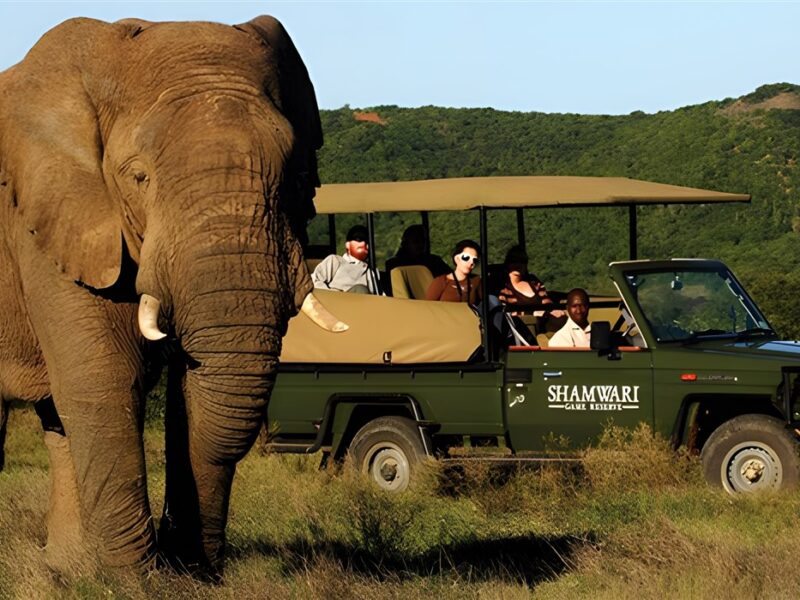 Shamwari game drive