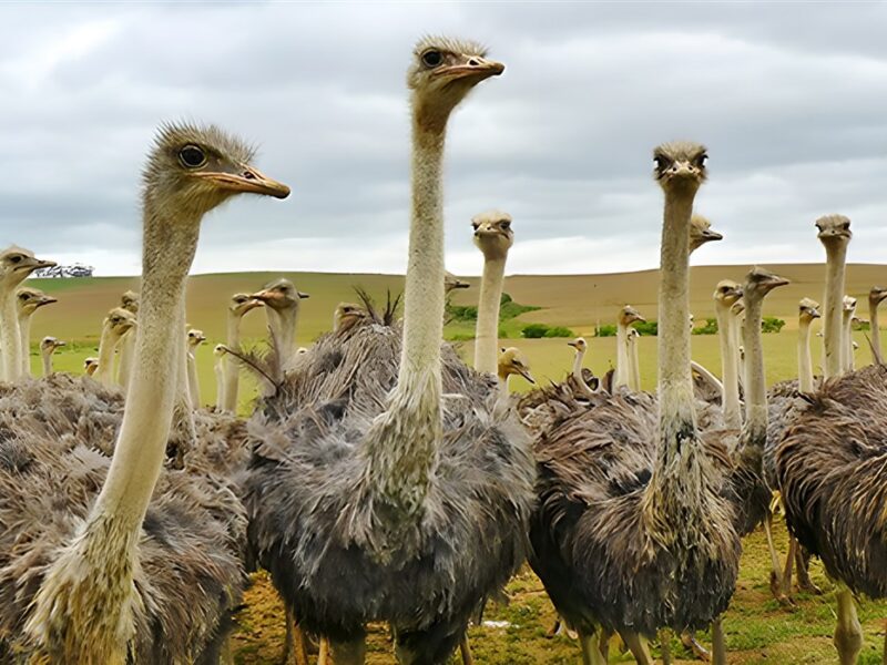 Ostrich Farm