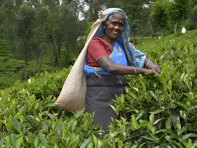 Nuwara Eliya