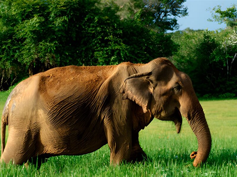Yala National Park