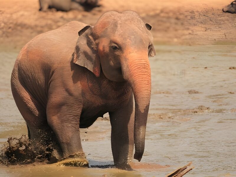 Elephant in Udawalawe National Park
