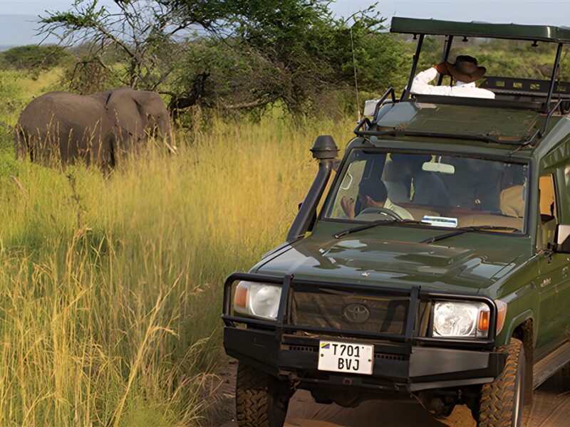 Serengeti Game Drive