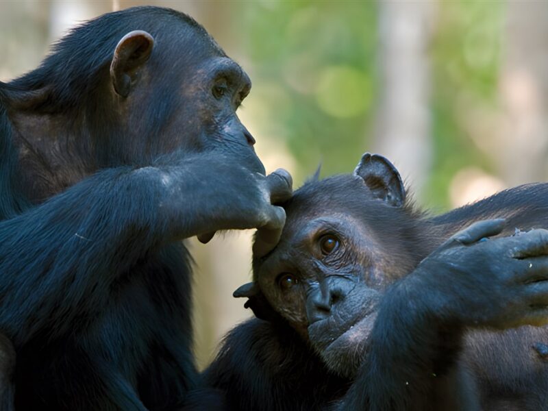 Chimpanzees