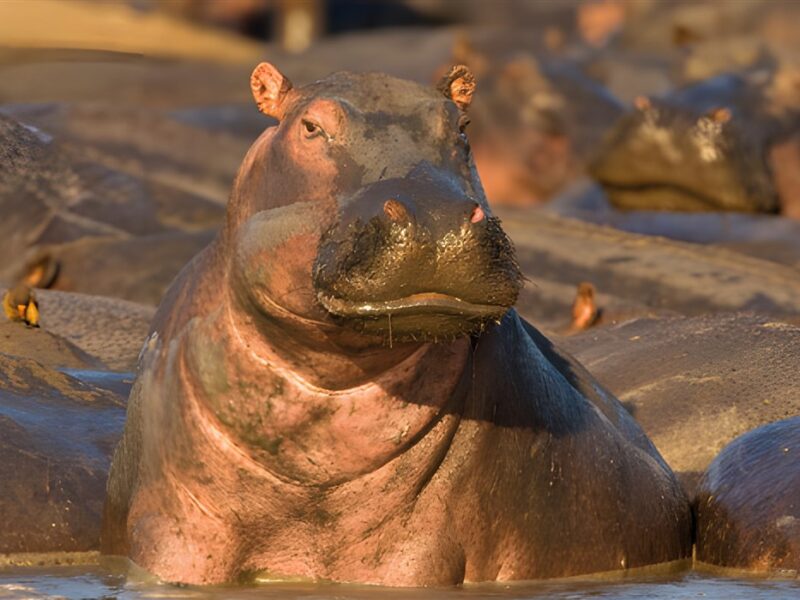 Hippos