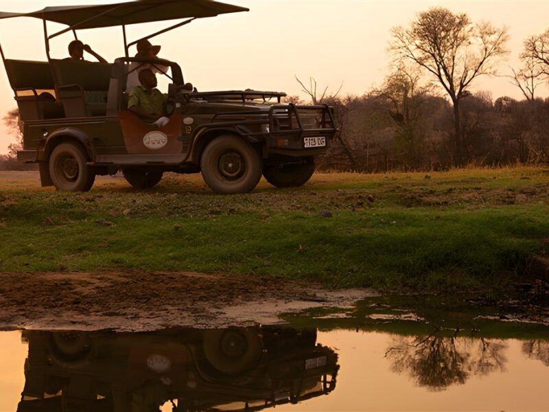 Ruaha Game Drive