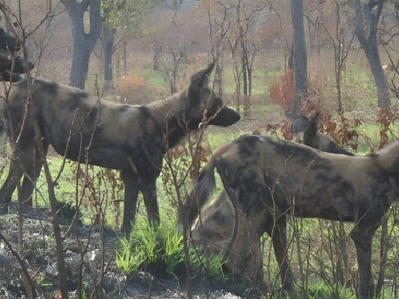 Wild dogs