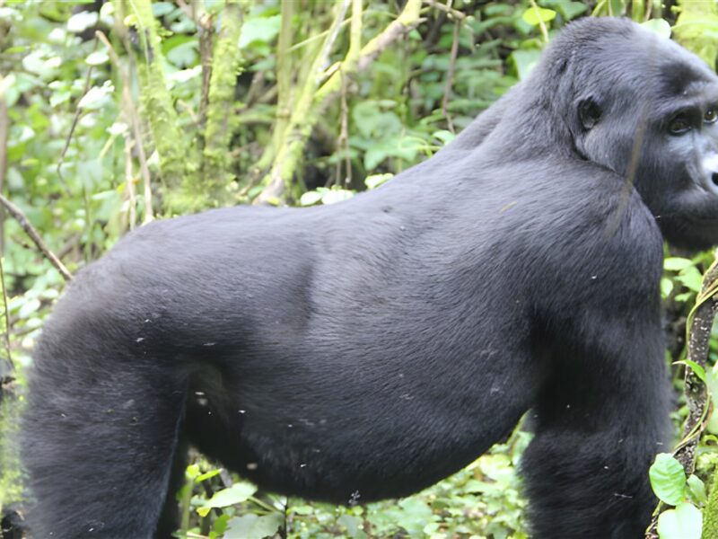 Gorilla
