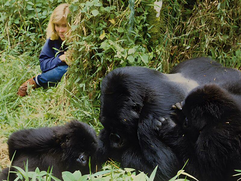Gorillas