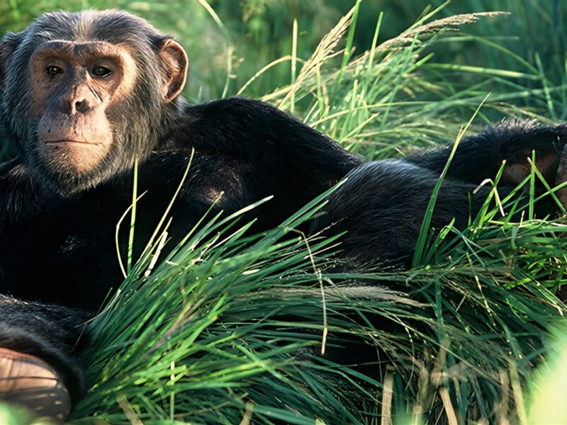 Chimpanzee