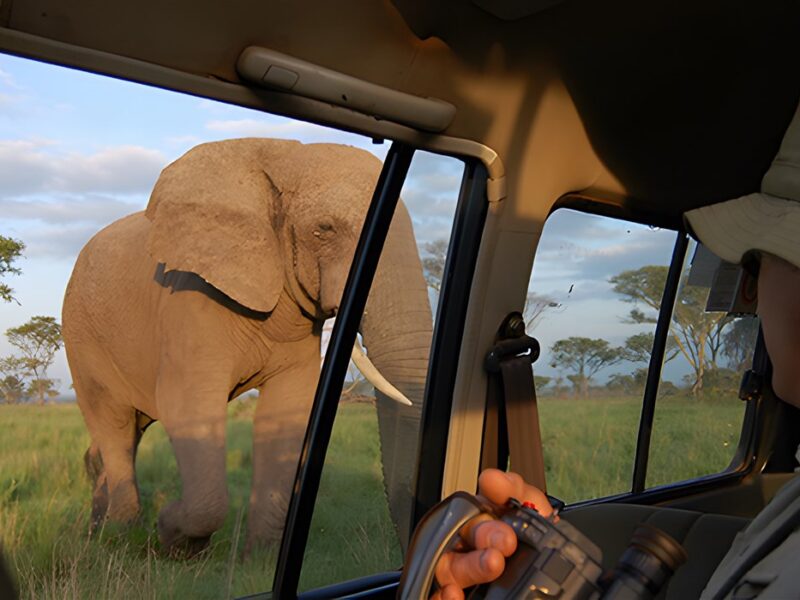Game drive